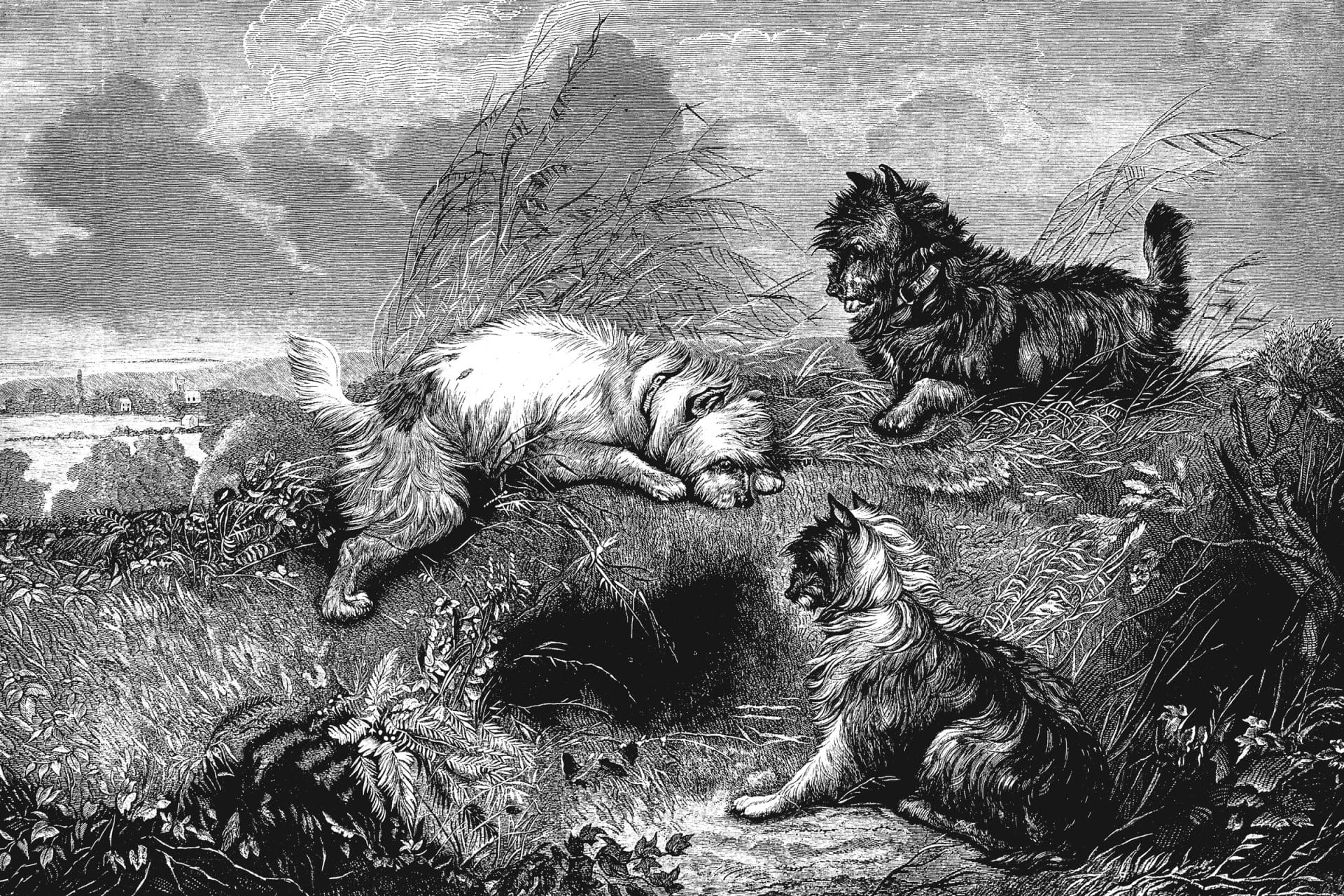 Digging Cairn Terriers at work