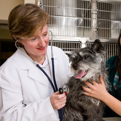 Senior Cairn Terrier at the vet