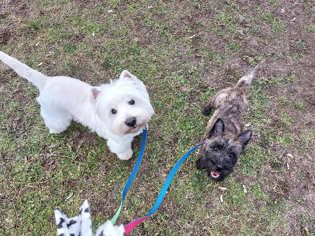 First day in a dogschool