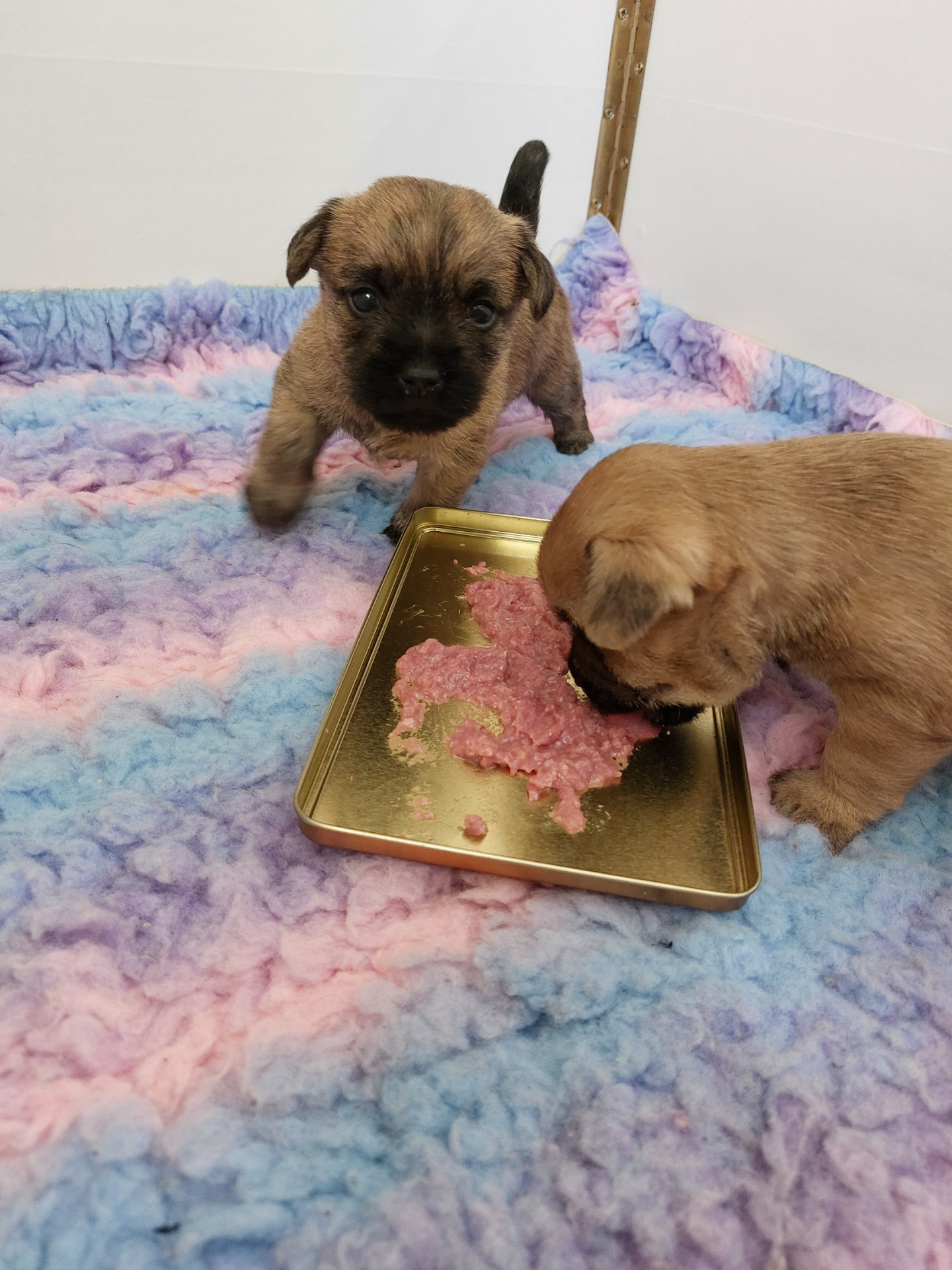 Apollo and Atlas’s first raw meal – ground whole quail