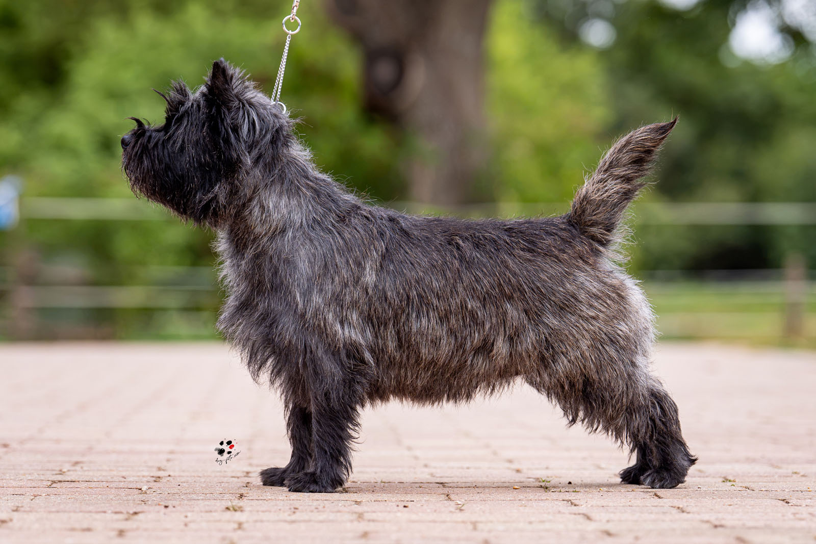 Coeur de Lion d'Hongrie Touch of Love aka 'Lencsi' ,  3 years old